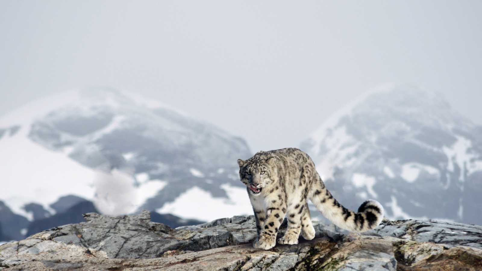 Snow leopard in the snow covered mountains
