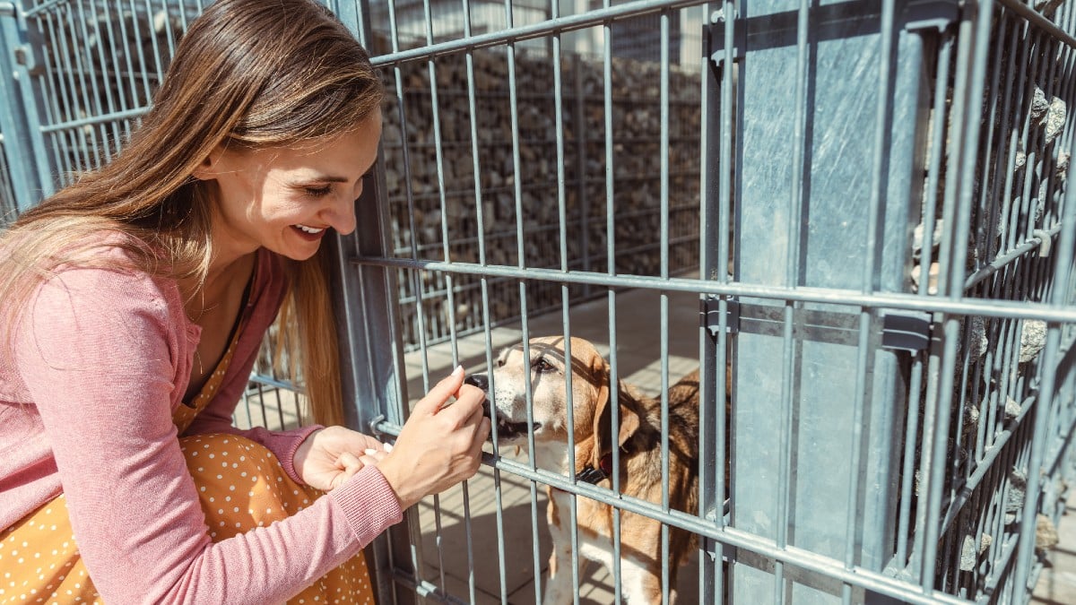 Adopt, Don’t Shop