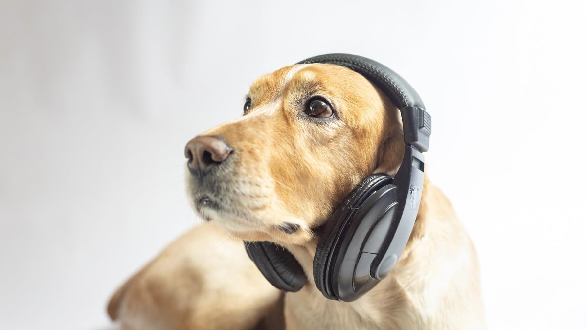 Voice Skills That Can Turn Into Real Income Animal Whisperer