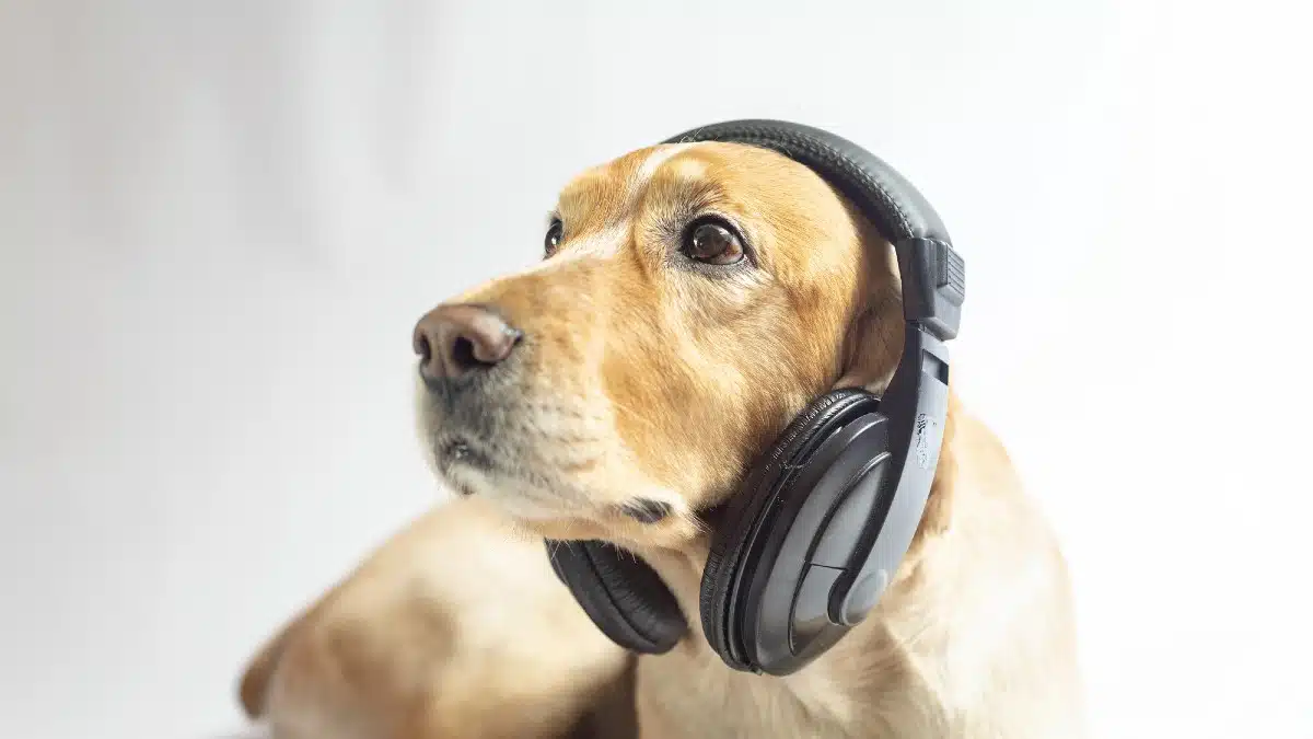 15 Innovative Ways to Make a Living Using Your Voice Animal Whisperer