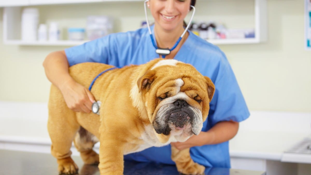 Swap Skills for Pet Services