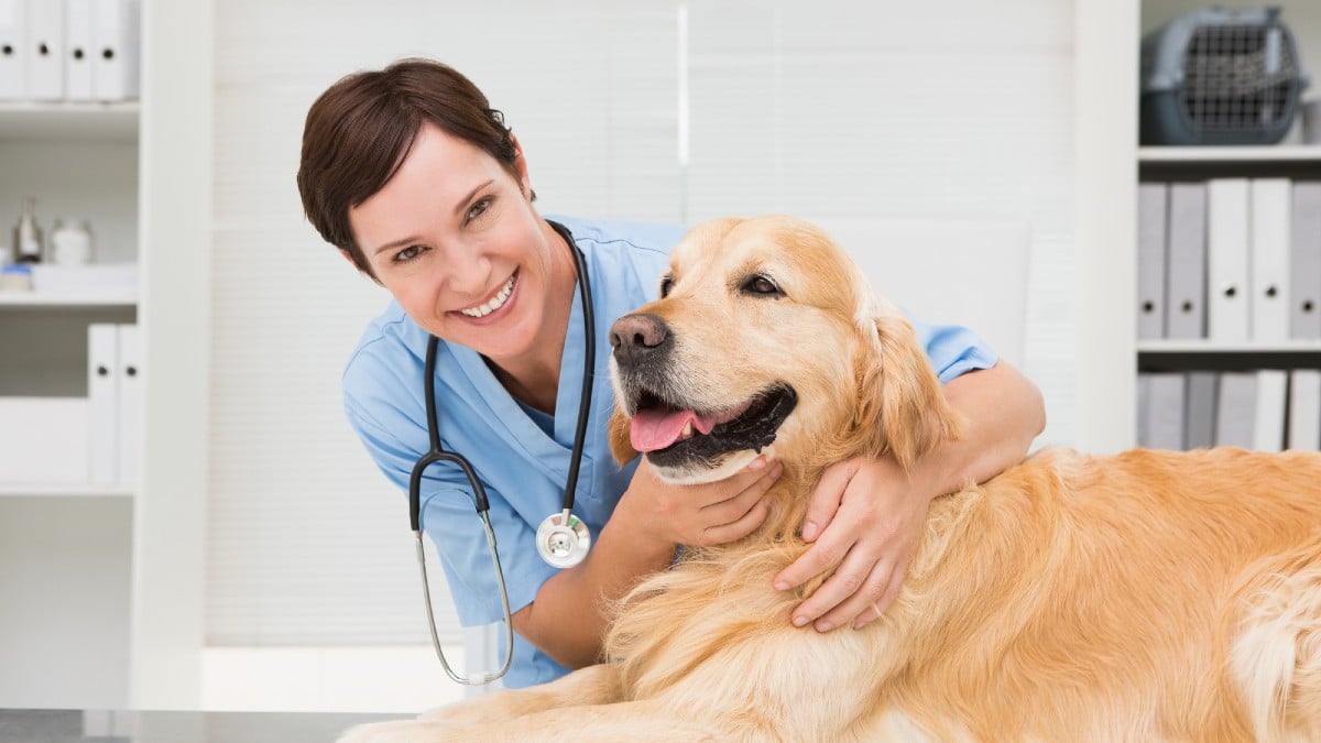 Tap Into Volunteer Vet Services