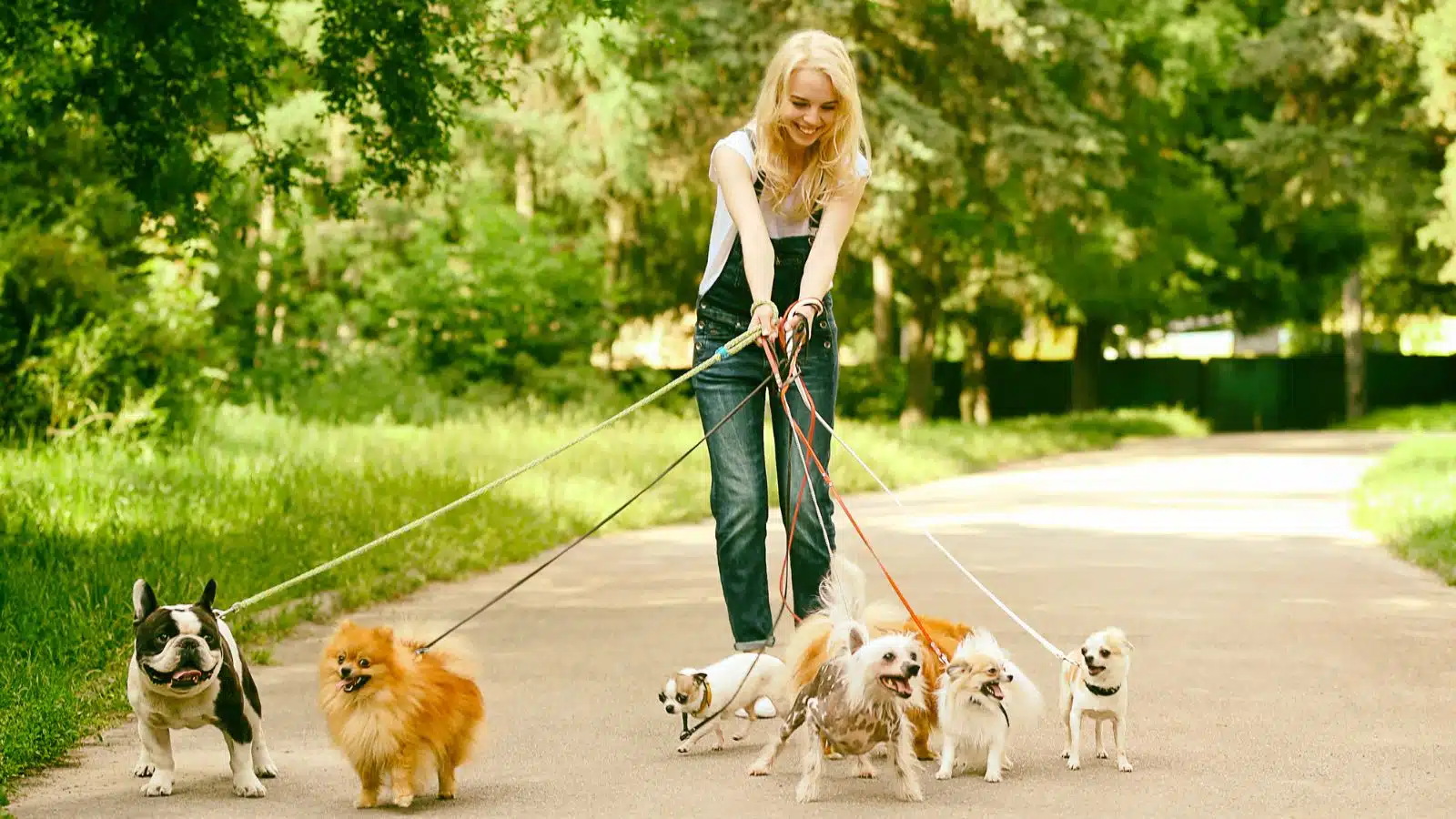 msn-dog-walking
