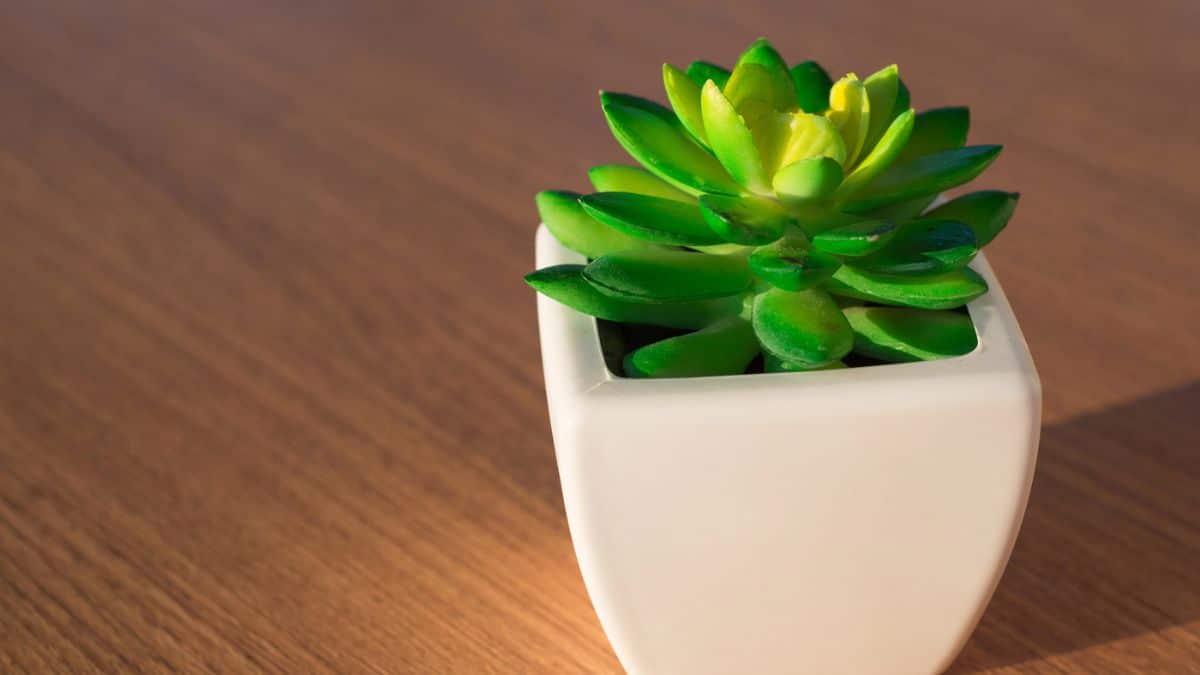 15 Popular Items That Just Aren’t Worth Buying fake plant