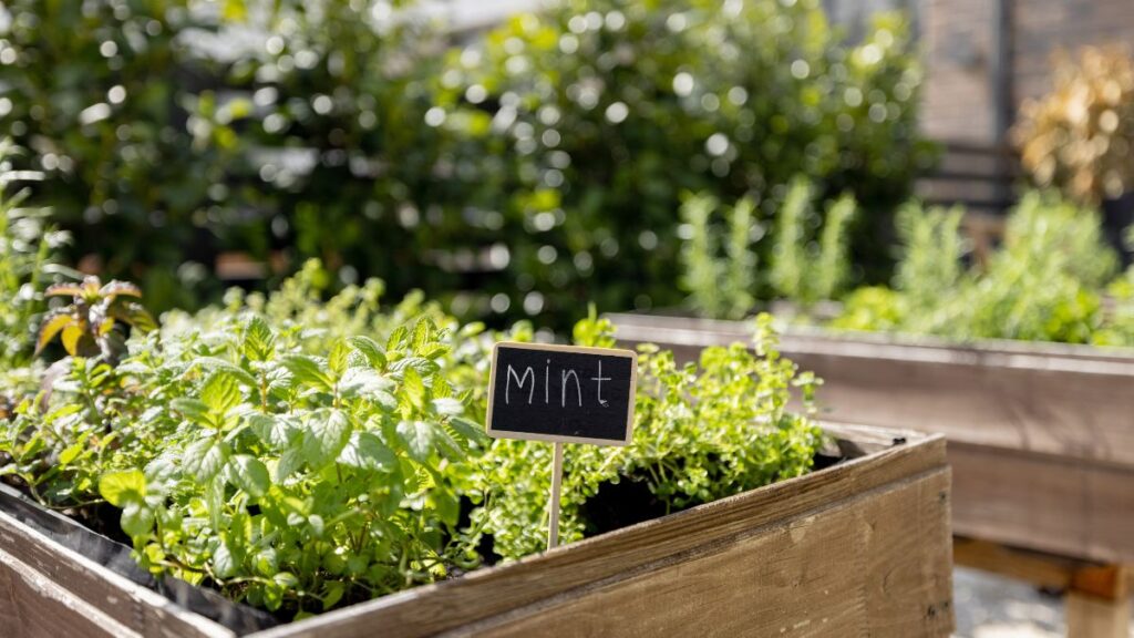 Gardening in Retirement: 12 Easy Ideas for Smaller Spaces Grow Fresh Herbs Right Outside the Kitchen