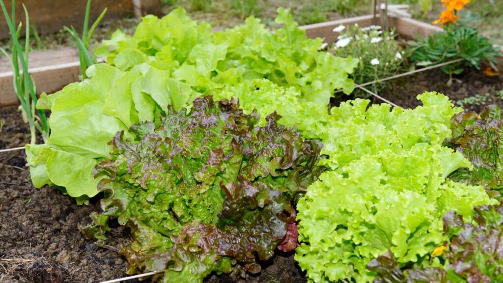 Gardening in Retirement: 12 Easy Ideas for Smaller Spaces Create a Small Salad Garden in a Shallow Planter