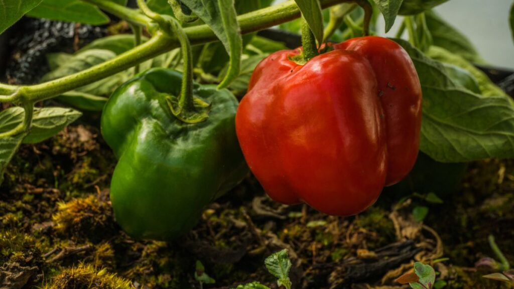 Gardening in Retirement: 12 Easy Ideas for Smaller Spaces Grow Compact Tomatoes