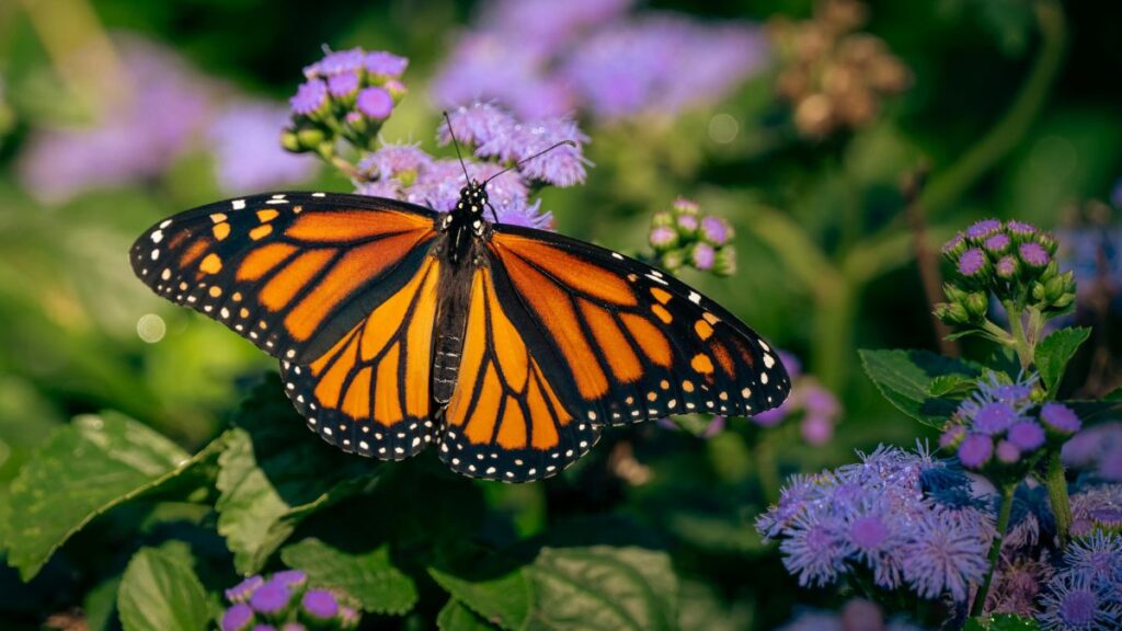 Gardening in Retirement: 12 Easy Ideas for Smaller Spaces Plant a Mini Flower Garden for Butterflies and Bees