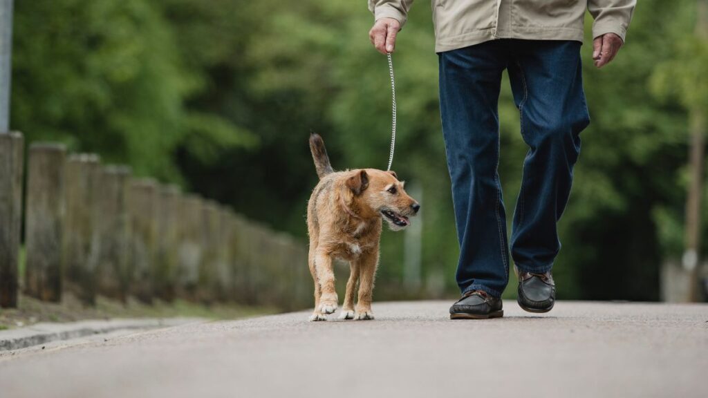 Laid Off in Your 60s? Realistic Ways to Keep Earning Dog Walking