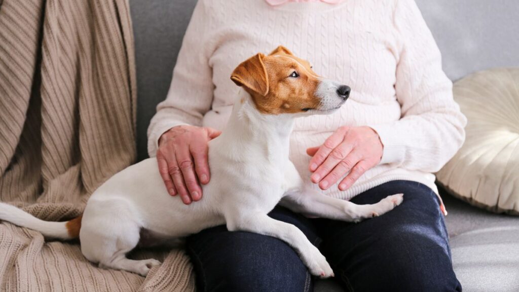 Starting a Small Business After 60: 10 Ideas With Low Startup Costs Pet-Sitting
